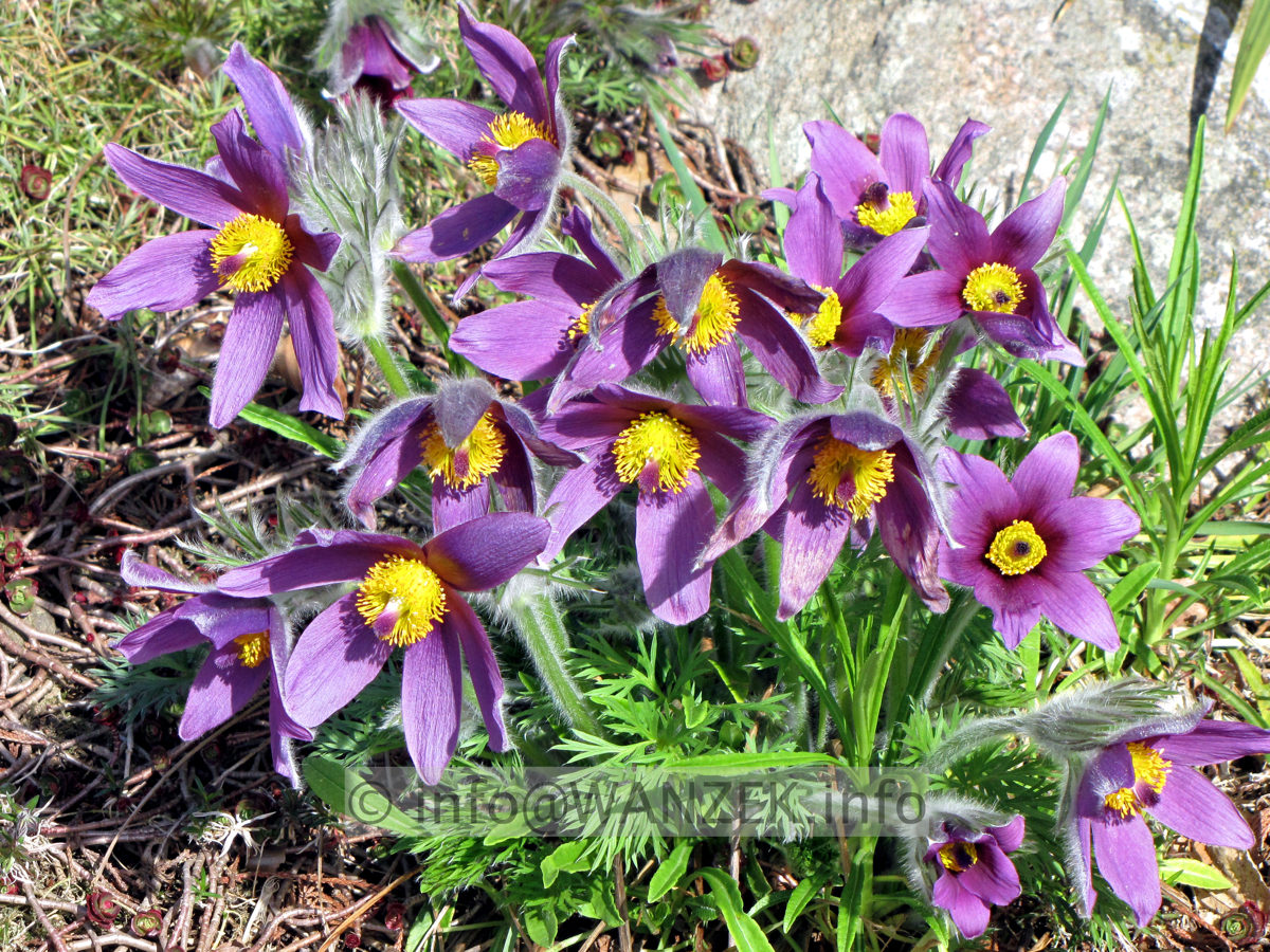 Pulsatilla vulgaris 03.JPG